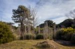 Dry Poplars On The Mount Stock Photo