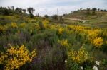 Spring Algarve Landscape Flora Stock Photo