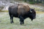 American Bison (bison Bison) Stock Photo