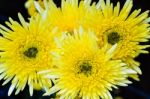 Close Up Yellow Chrysanthemum Flowers Stock Photo