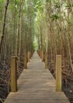 Wooden Pole Path Walk To Tropical Forest Stock Photo