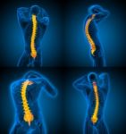 3d Rendering Medical Illustration Of The Human Spine Stock Photo