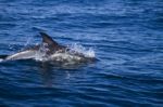 Wild Dolphins Stock Photo