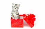 Young Silver Tabby Cat Standing In Red Box With Stars Stock Photo