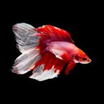 Betta Fish On Black Stock Photo