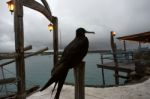 Frigate Bird, Ecuador, Galapagos, Santa Cruz, Puerto Ayora Stock Photo