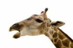 Giraffe Isolated On White Background Stock Photo