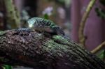 Emerald Tree Monitor (varanus Prasinus) At The Bioparc Fuengirol Stock Photo