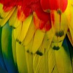 Scarlet Macaw Feathers Stock Photo