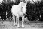 Horse In The Paddock Stock Photo