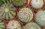 Variety Of Cactus Stock Photo