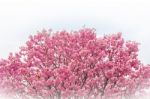 Cherry Blossom With Soft Focus, Sakura Season Background Stock Photo