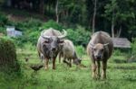 Buffalo Eating Grass In Fields At Chiang Mai Stock Photo