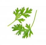 Coriander Leaf Isolated On The White Background Stock Photo