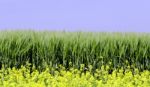 Rapeseed And Wheat Field Stock Photo