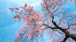 Cherry Blossom With Soft Focus, Sakura Season In Spring Stock Photo