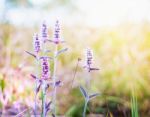 Vintage Style Close Up Soft Focus  little Pink Flowers Background Stock Photo