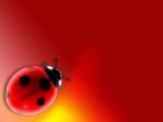 Ladybird Stock Photo