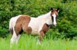 Young Horses Looking In Meadow Stock Photo