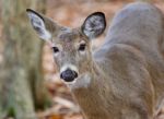 Isolated Image Of A Cute Wild Deer In Forest In Autumn Stock Photo