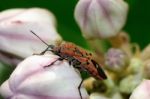 Shield Bug Stock Photo