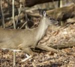 Beautiful Photo Of A Running Wild Deer In The Forest Stock Photo