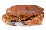 Cancer Pagurus Sea Crab On White Background Stock Photo