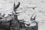 White-fronted Tern (sterna Striata) Stock Photo