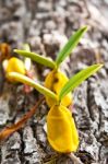 Orchid Growing On Tree Stock Photo