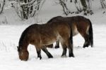 Horses In The Snow Stock Photo