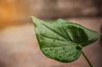 Leaves Of The Potted Trees Stock Photo