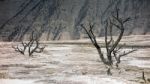 Dead Trees At Mammoth Hot Springs Stock Photo