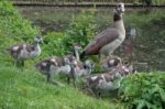 Egyptian Geese (alopochen Aegyptiacus) With Goslings Stock Photo