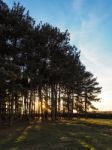 Scenic View Of Friends Clump In The Ashdown Forest Stock Photo