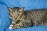 Cat Lying On Bed Stock Photo