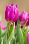 Tulip Stock Photo