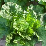 Chinese Cabbage Stock Photo