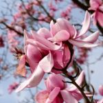 Pink Magnolia Flowering Stock Photo