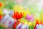 Tulip Garden Stock Photo