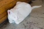 Grey And White Cat Relaxing Stock Photo