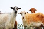 Goats With White And Brown Wool Stock Photo