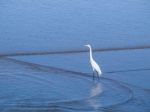 Snowy Egret Standing On The Beach Stock Photo