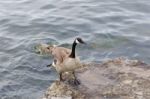 Beautiful Cackling Goose Is Going On The Rock Stock Photo