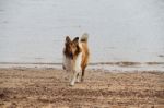 Puppy Collie On The Beach Pet Friendly Stock Photo