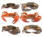 Sea Crab Isolated On White Background Stock Photo