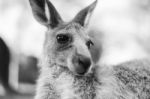 Kangaroo Outside During The Day Stock Photo