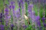 Bird On Salvia Flowers Stock Photo