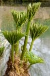 Giant Rhubarb (gunnera Manicata) Stock Photo