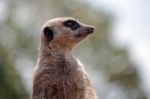 Meerkat Or Suricate (suricata Suricatta) Stock Photo