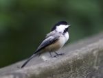 Beautiful Isolated Picture With A Black-capped Chickadee Bird Stock Photo